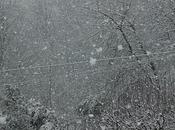 L'albero neve