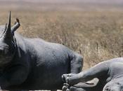 Estinto rinoceronte nero dell'Africa Occidentale