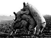 VOGLIO PAGARE SCILIPOTI (manco lire!)