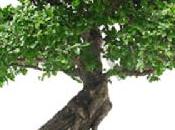 Bonsai, esploratori guerrieri