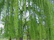 Salice (Salix alba)