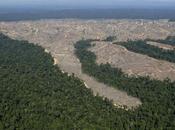 Deforestazione: Nigeria, Indonesia Corea Nord primi posti. Stati Uniti Cina all'ultimo
