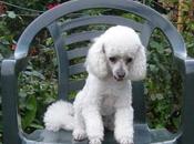 Milano: Toglie osso barboncino, morde l’orecchio