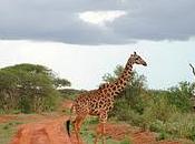 d'Africa