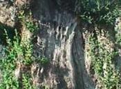Ulivo perde corteccia