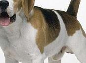 Novartis svizzera sbarazza "Beagle"cani laboratorio