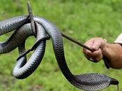 India: protesta l'incantatore serprenti libera cobra