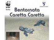 "Bentornata Caretta Caretta"