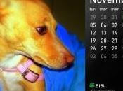 Bibi’, perugina “dog model” calendario vacanzeanimali.it