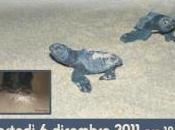 “Bentornata Caretta Caretta”, incontro Menfi