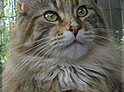 Cuccioli Maine Coon disponibili Betulla Freya