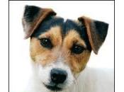 amico Jack Russel [Roma]