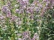 Origano