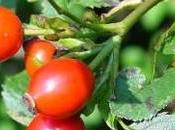Rosa canina
