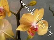 Phalaenopsis gialla