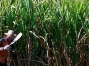 Centroamerica: morti misteriose nelle piantagioni canna zucchero