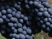 vino Sangue Giuda: traditore solo nome