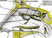 Anatomia aeree