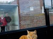 Dodger gatto spasso pullman (...senza biglietto!)