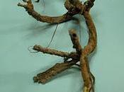 l'albero vivente merita post