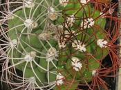 Gymnocalycium saglionis saglione spine acqua