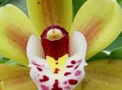 Nella terra delle orchidee