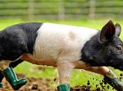 Foto dedicate nostri amici quattro zampe