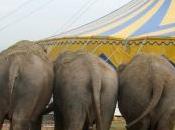 Elefanti incatenati, denunciato Circo