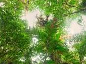 Salvare foresta “click”