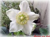 rose Natale augurarvi Buone Feste