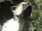 Last Guardian Sony smentisce cancellazione, pre-ordini sono stati annullati