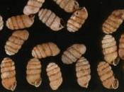 Cocaina nell’aria