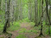 Perduti bosco