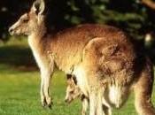 Caccia canguro, pratica autorizzata 2012 Australia