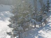 Prima Neve