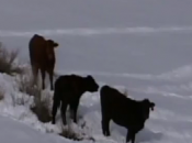mexico:bestiame intrappolato nella neve