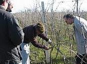 Gennaio: cosa fare vigneto nella cantina