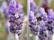 coltivazione lavanda