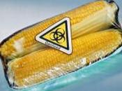 Ogm: nuove autorizzazioni dalla Commissione europea