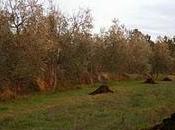 Cosa fare alla foresta degli ulivi Salento leccese mese gennaio