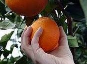 lavori gennaio frutteto