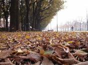 Feuilles mortes Prevert