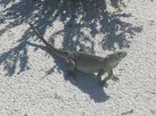 Roma:catturato iguana gita citta'
