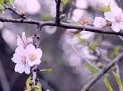 Fioritura Marzo