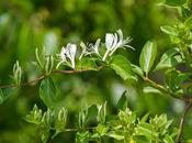 Lonicera