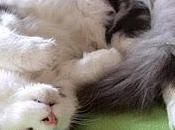 Gatto bellissimo cerca compagna!