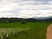 erba laos sempre piu’ verde