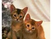 gatto abissino
