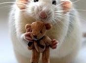 Adorabili minature