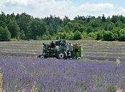 proprietà lavanda